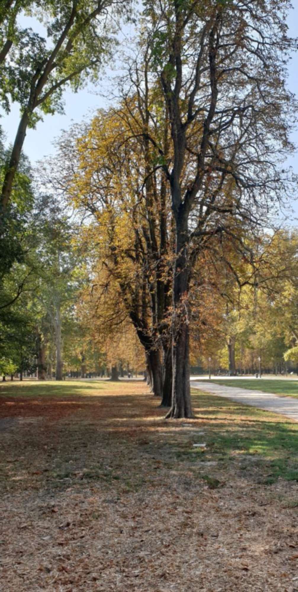 Ippocastano2_Parco Ducale_Parma_2023919_112208